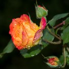 Wet Pinata Rose